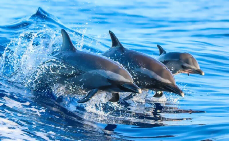 [Vídeo] Golfinhos atacam nadadores em praia do Japão